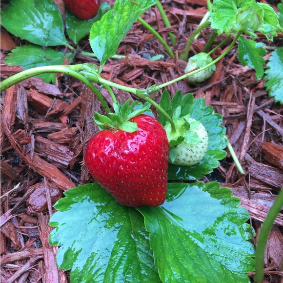 Meet your Posher, Fabiana π€©π - Picture 4 of 15